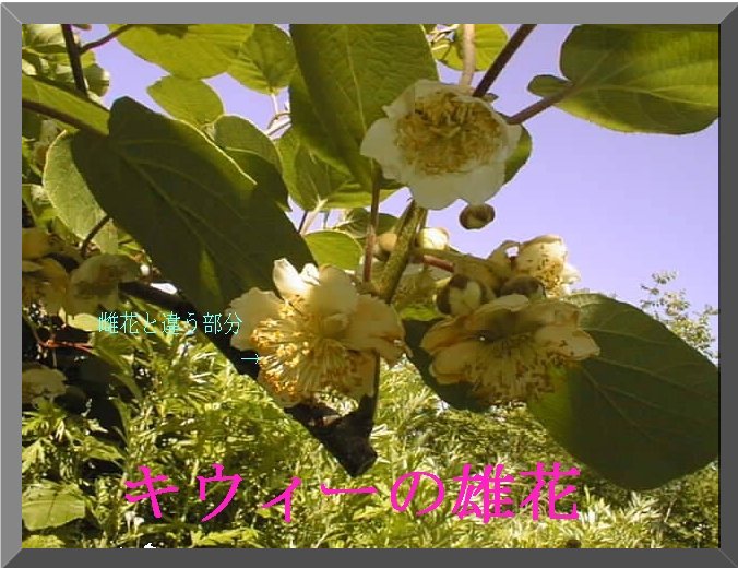 �L�E�B�[�Y��