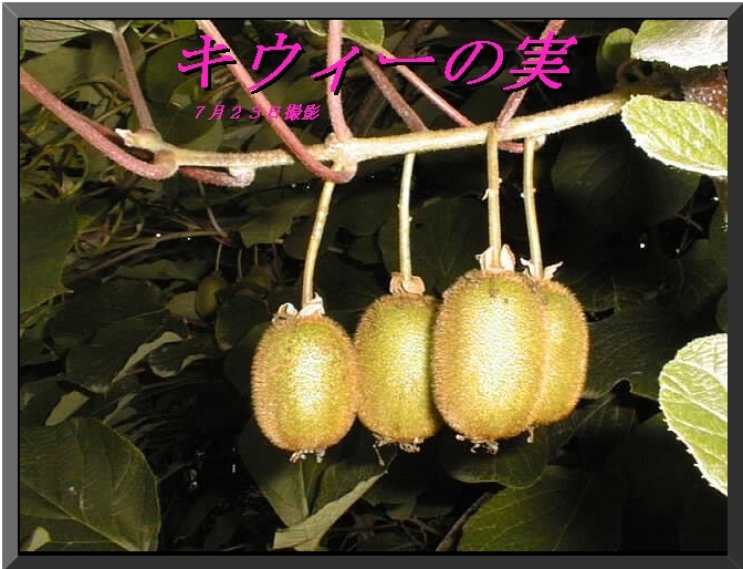 �L�E�B�[�ʐ^