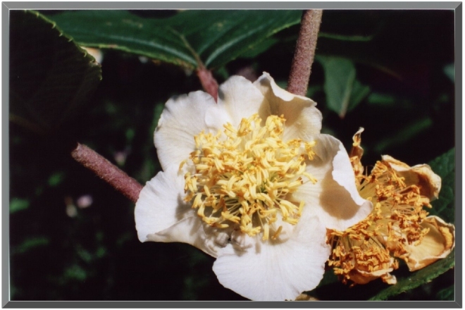 �Y�Ԃ̃A�b�v�ʐ^