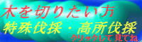 伐採いたします。