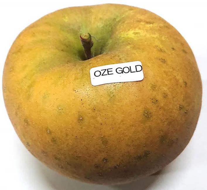 群馬県片品村のりんご狩り 美味しいとうもろこし 花豆 農家のオンラインショップ 片品林檎亭