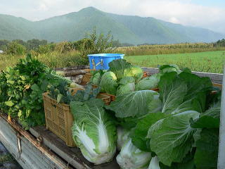 林檎亭の野菜