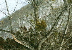 ヤドリギのあっぷ