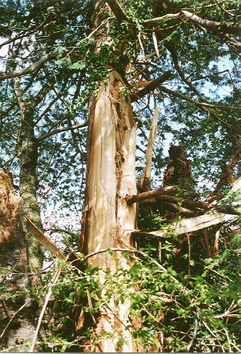 ���̗������Ƃ���