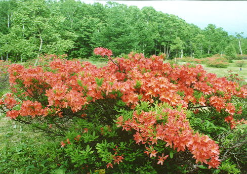 �����Q�c�c�W�̉�