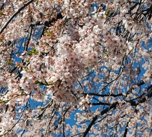 クリックで拡大